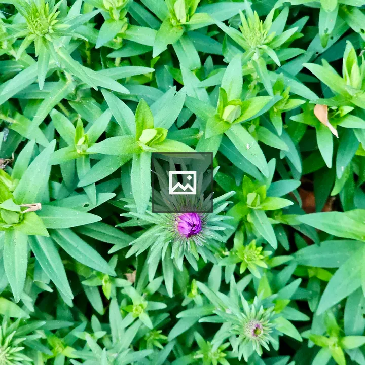 Purple Bud Amid Green Foliage