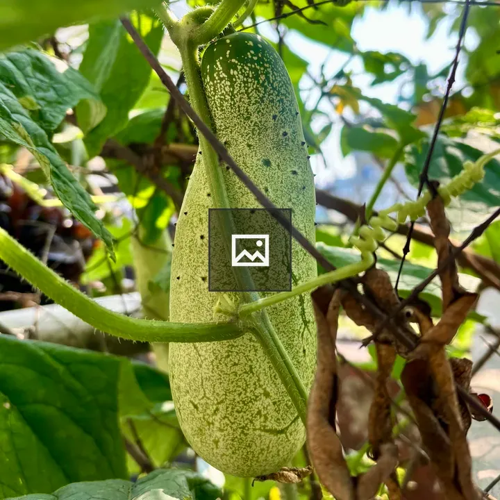 Cucumber on a Vine