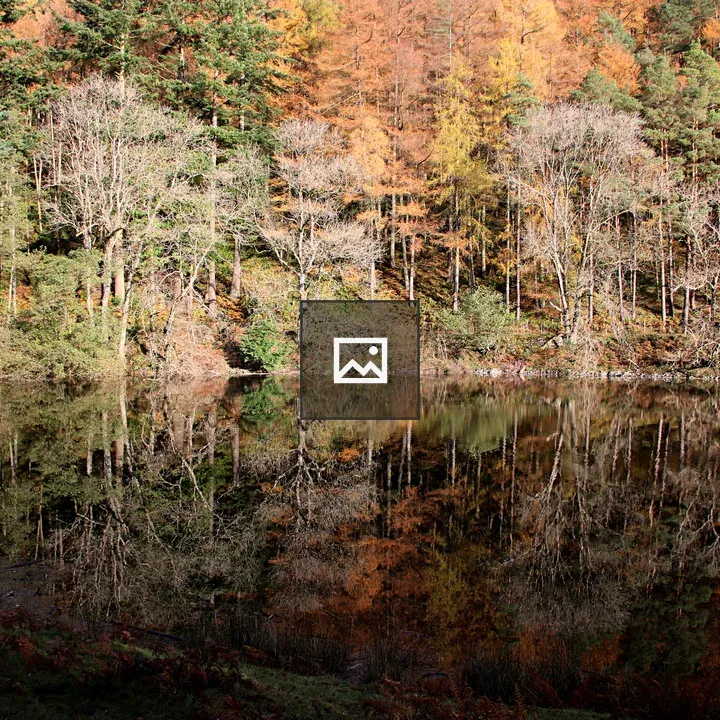 Tree reflections on lake surface