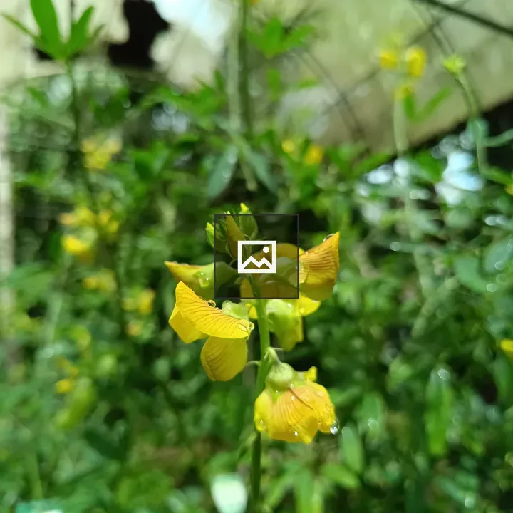 Close view of yellow flower