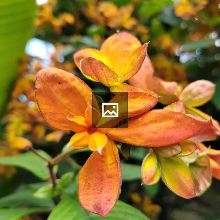 Dogwood Flowers in Orange and Yellow