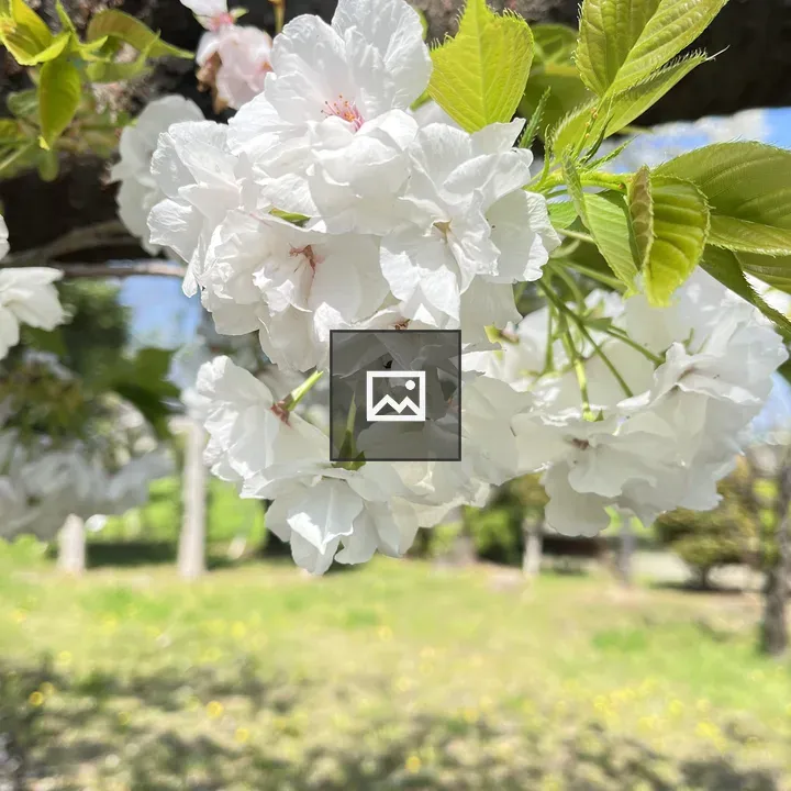 White plum blossoms