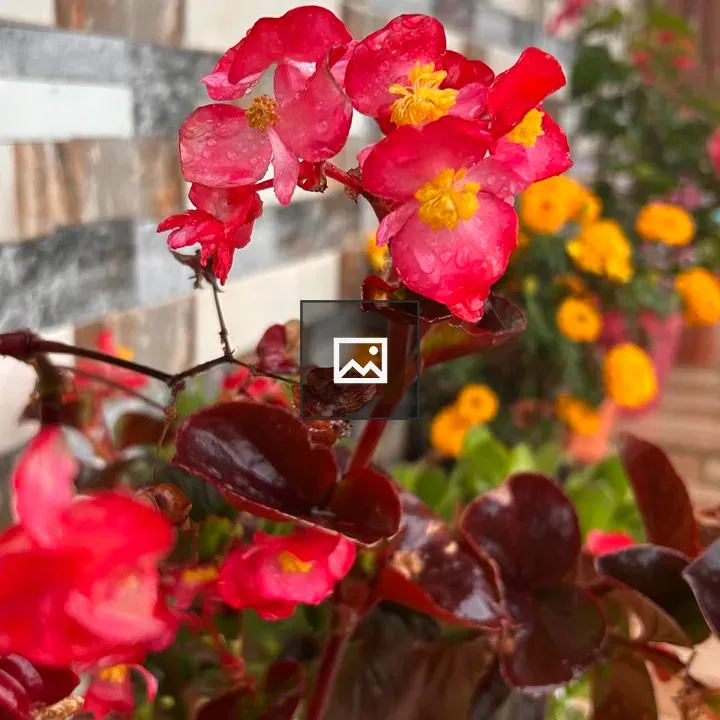 Close-up of red and yellow flowers