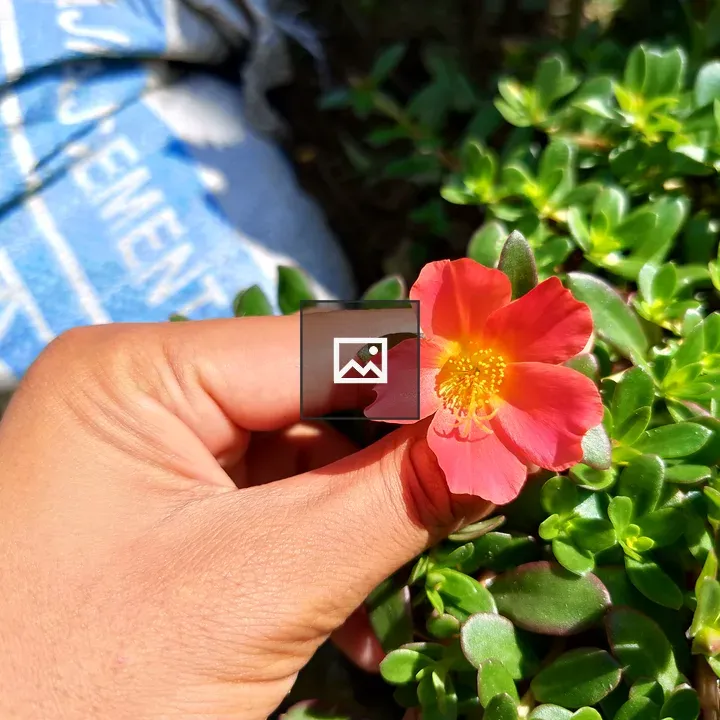 Hand with pink flower among succulent leaves
