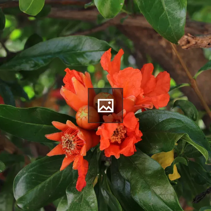 Blooming pomegranate flower