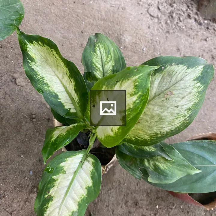 Green marbled houseplant close-up