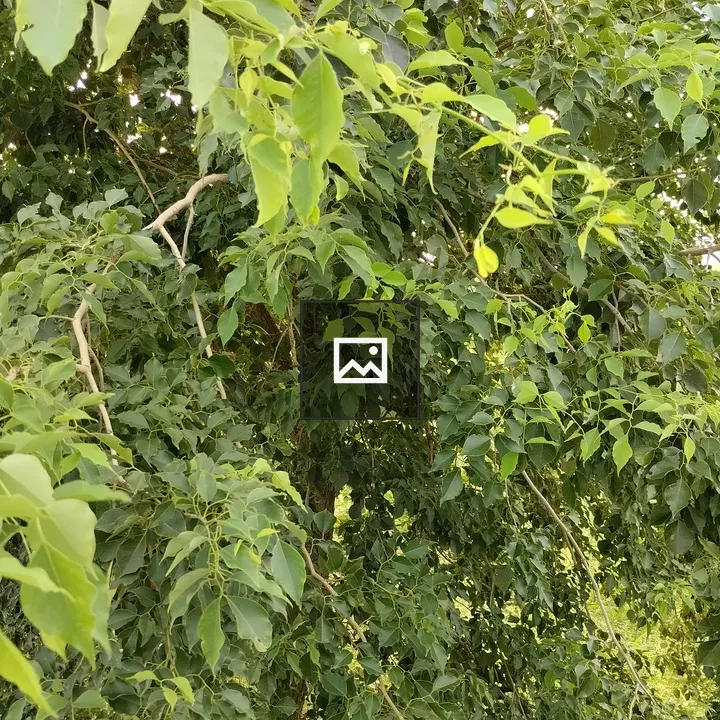 Dalbergia Sissoo Leaves