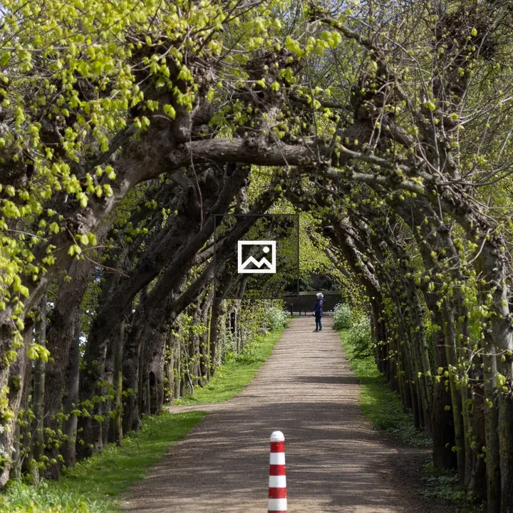 Archway of trees with walker and dog