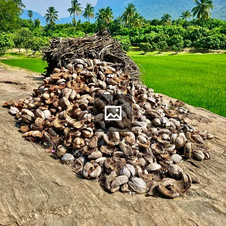 Dried coconut leaves and husks