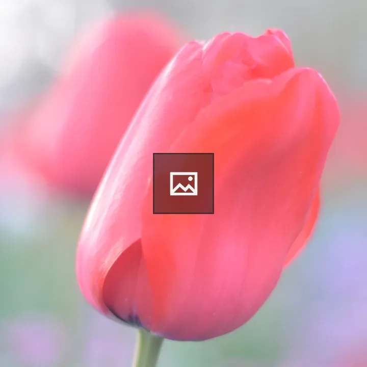 Pink flower bloom