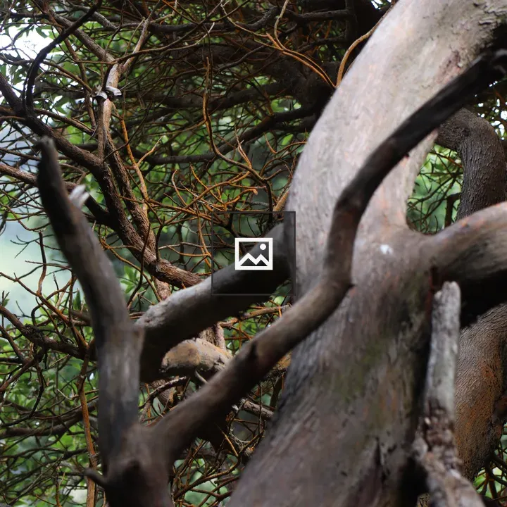 Close-up of Intertwined Tree Branches