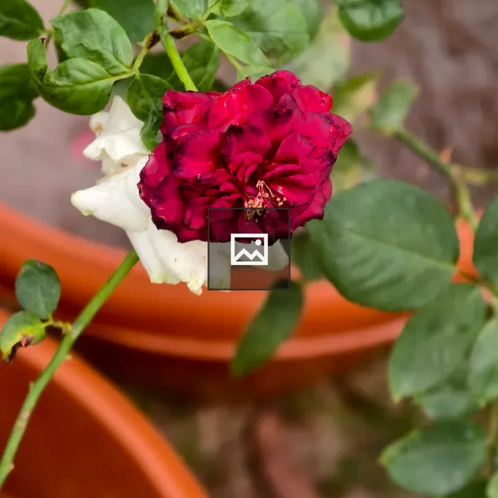 Red Rose in Garden Setting