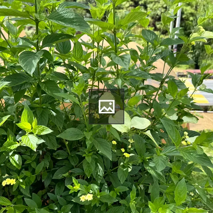 Bush with green leaves and flowers