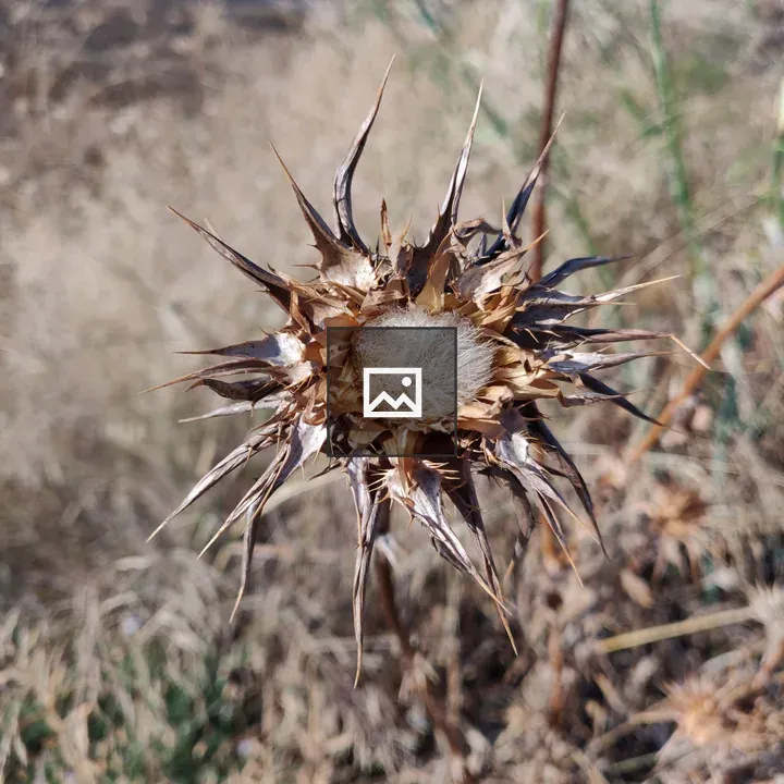 Thistle plant