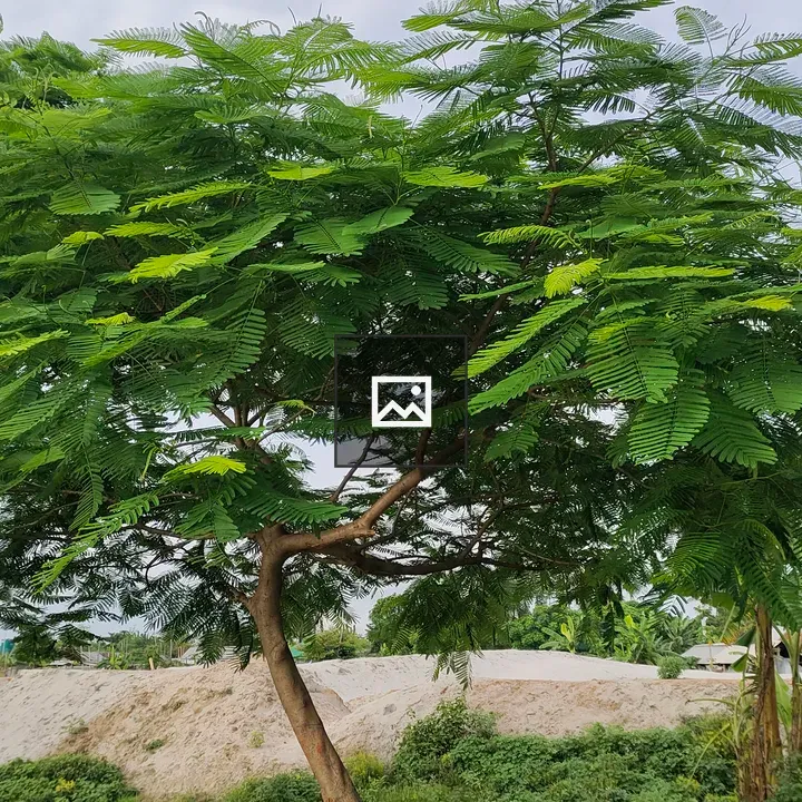 Tree beside dirt road