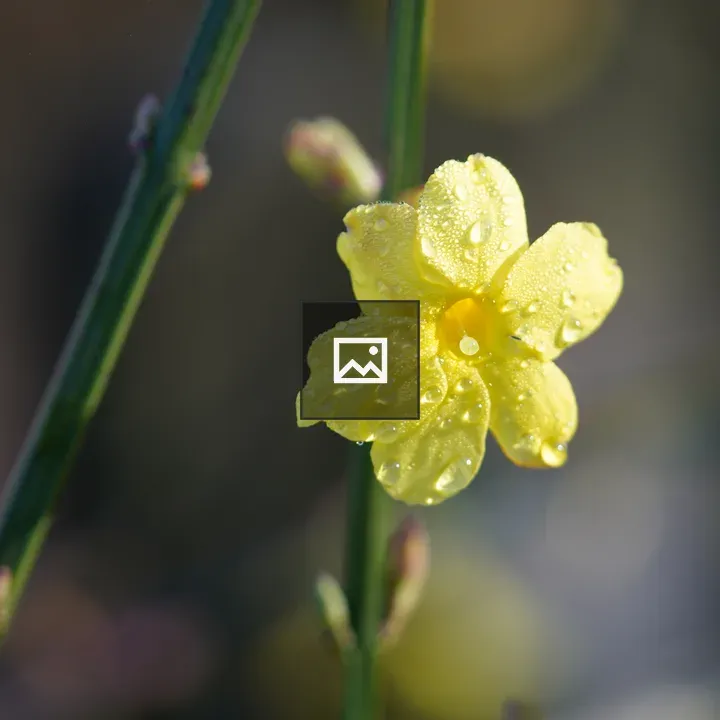 Winter-Jasmine Blossom in Dew