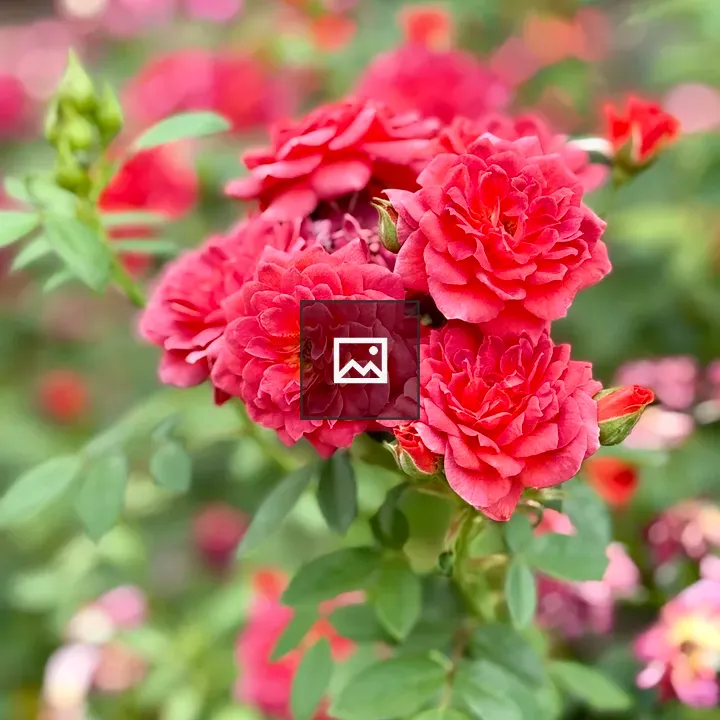 Bright red roses in bloom