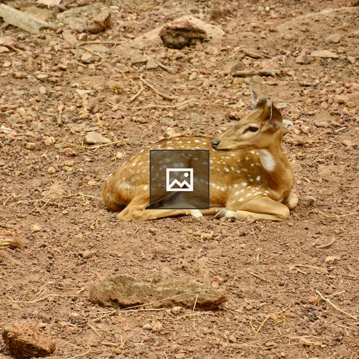 Female spotted deer in Deer Park