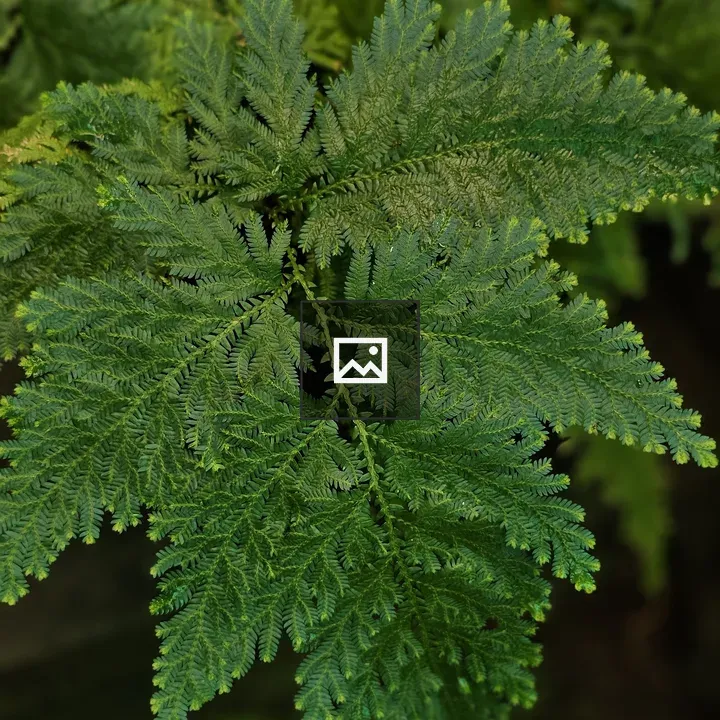 Fern leaf close-up