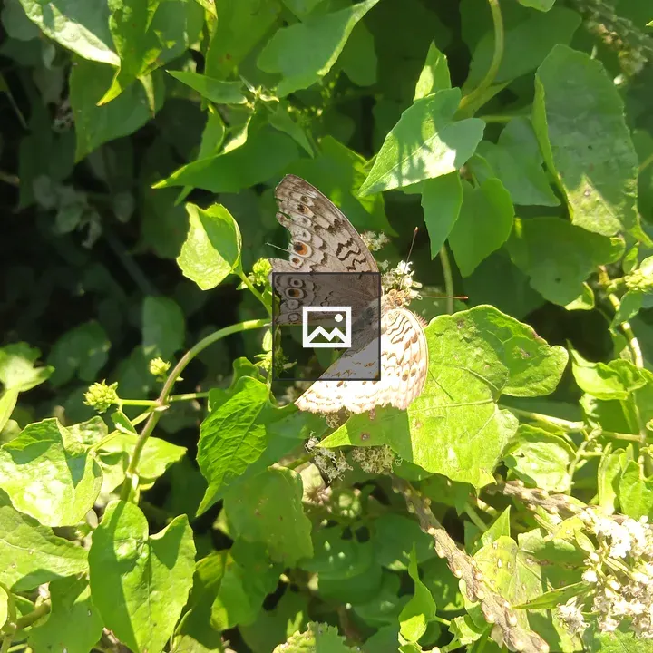 Butterfly in Jungle Scene