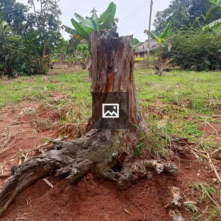 Weathered tree stump in soil
