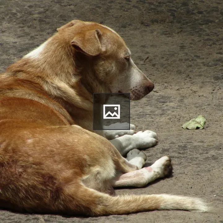 Indian dog resting