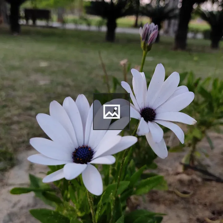 Two white flowers blooming