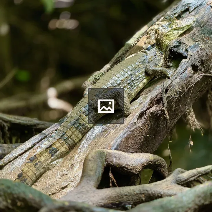 Alligator on a log by a river