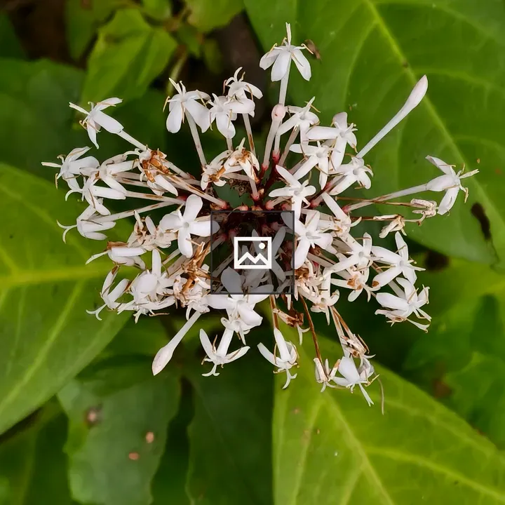Cluster of white star-shaped flowers