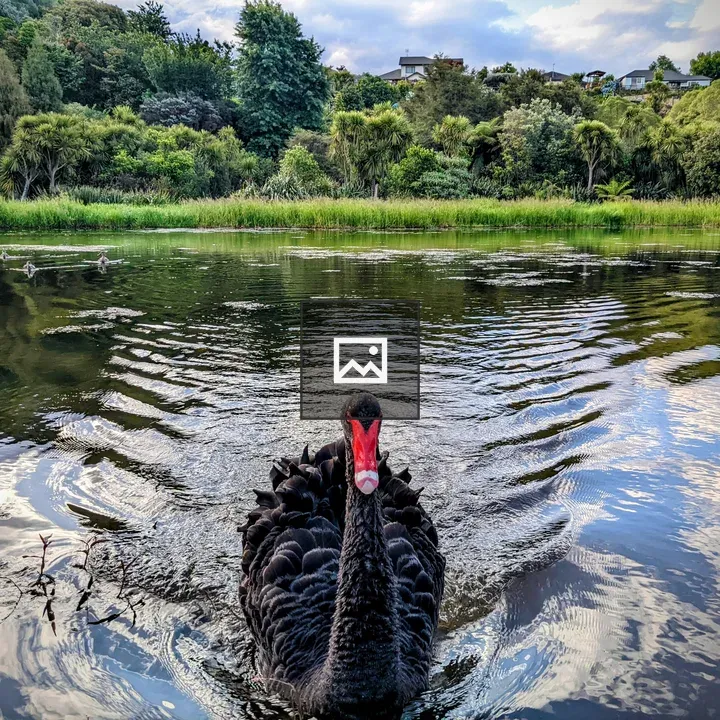 Black Swan in Water