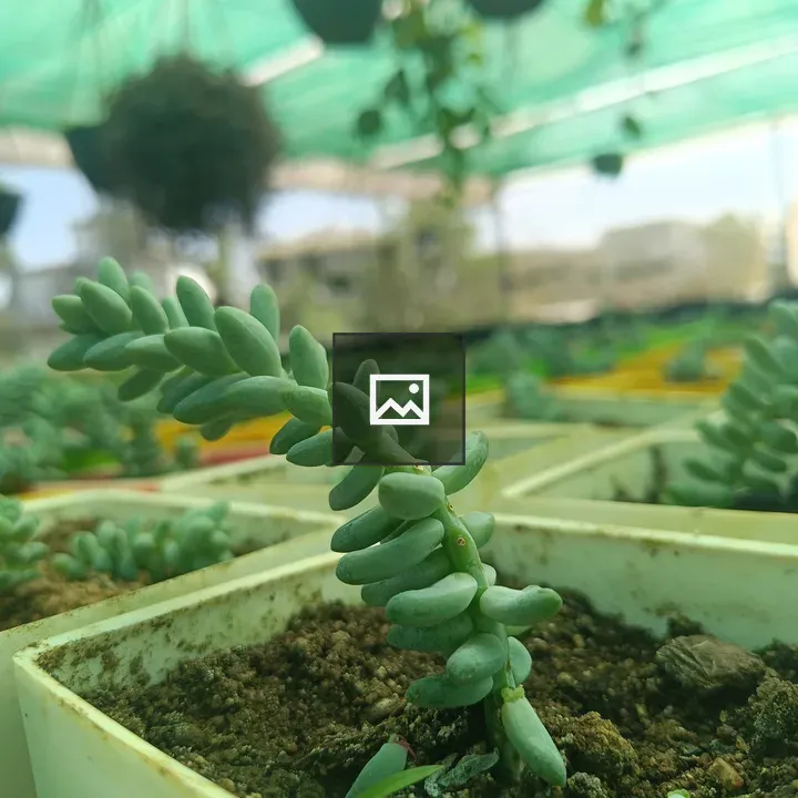 Sedum burrito close-up