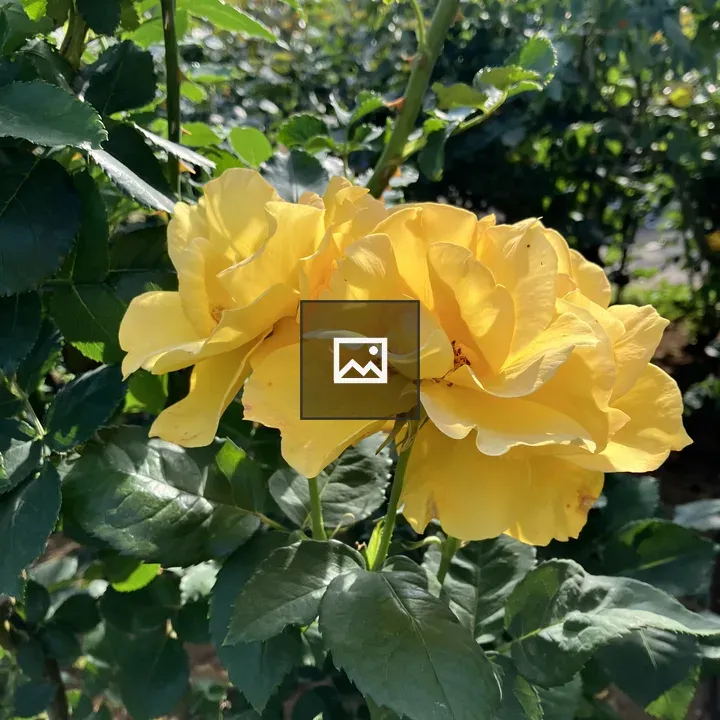 Vibrant yellow roses