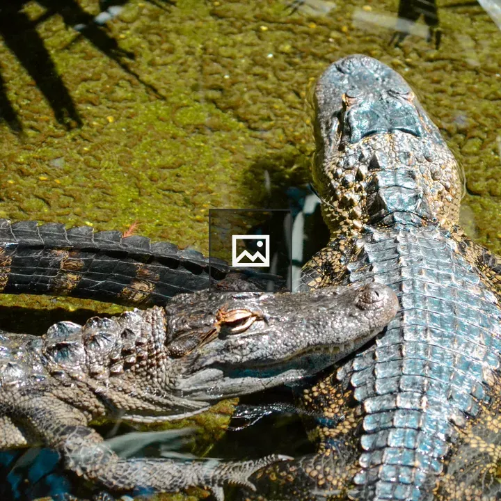 Alligators Floating in Water