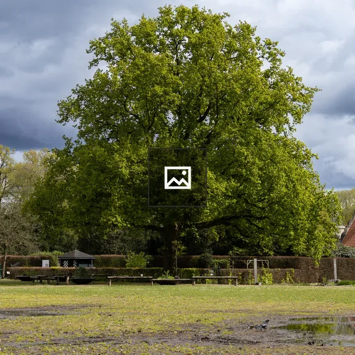 Big tree in a park after rain