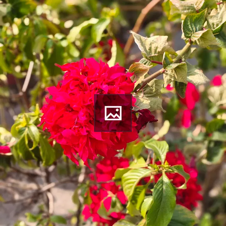 Bougainvillea Cluster in Green Foliage