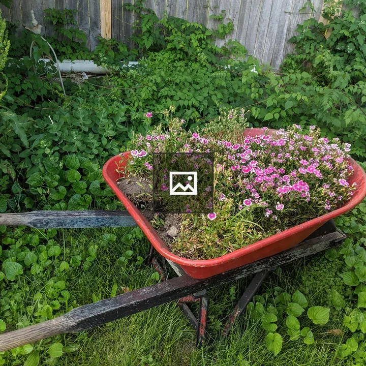 Wheelbarrow Full of Flowers