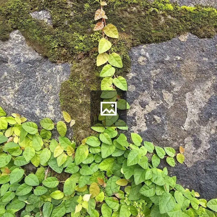 Vine on Mossy Stone