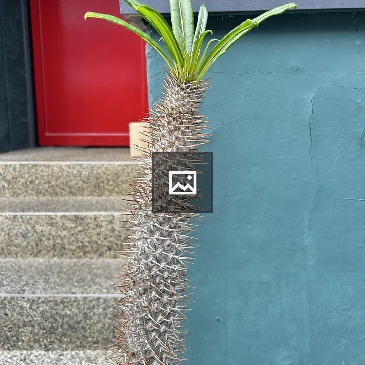 Tall spiky cactus against teal wall