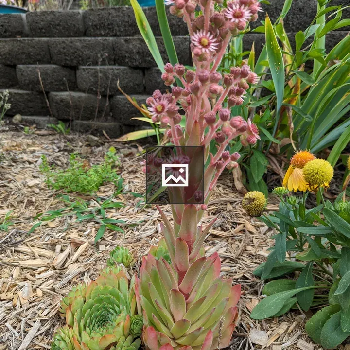 Succulent with pink flower bloom