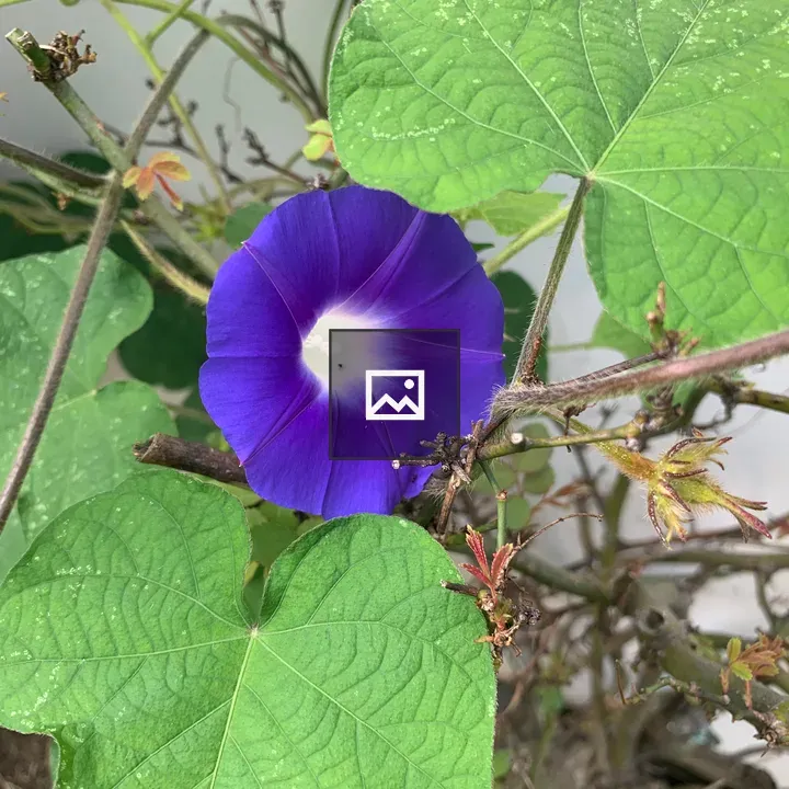 Purple morning glory on vine