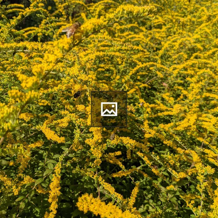 A yellow flowering bush with bees