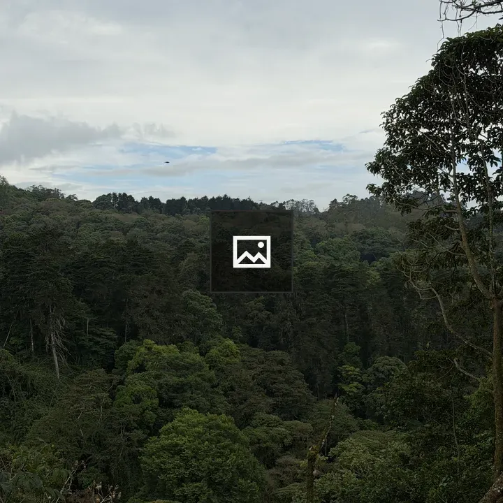 Forest landscape under clouds