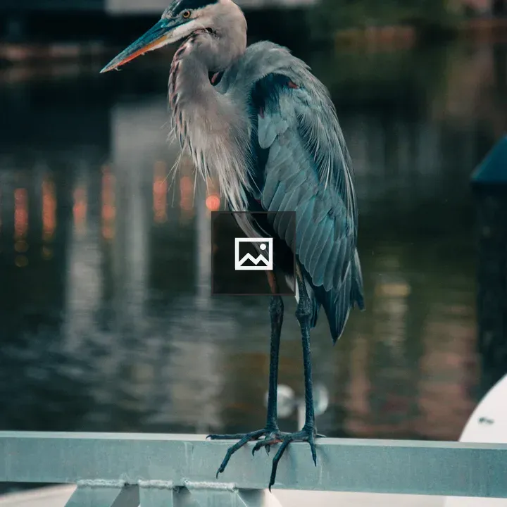 Heron on railing at dusk