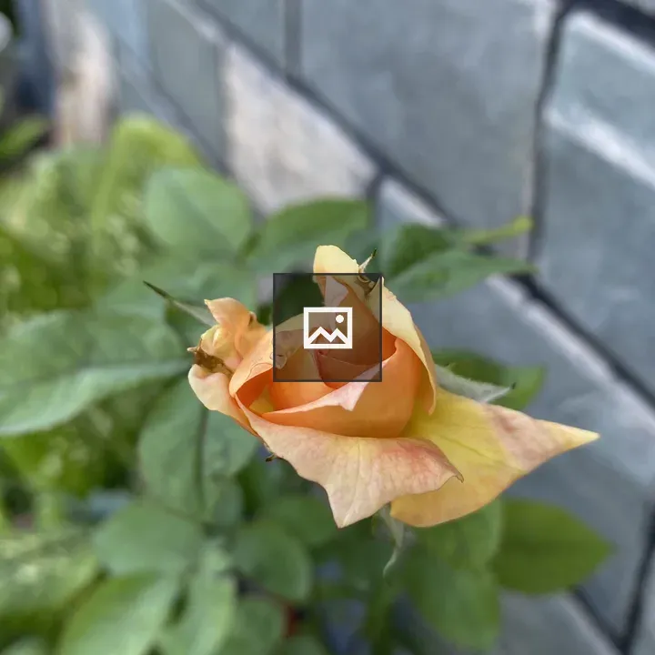 Close-up Rose Bloom