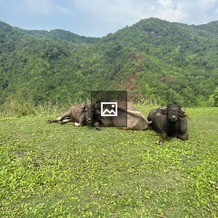 Three buffalo on grassy hilltop