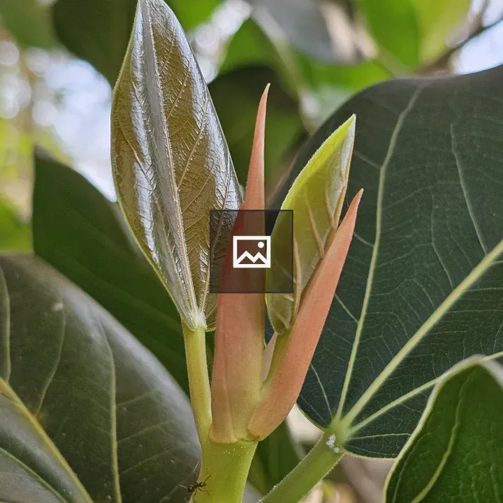 New leaves of Ficus benghalensis
