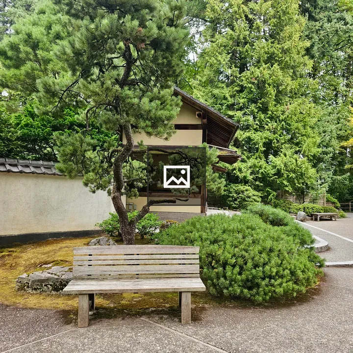 Wooden bench under pine tree