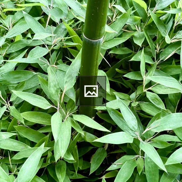 Bamboo stalk in Japanese garden