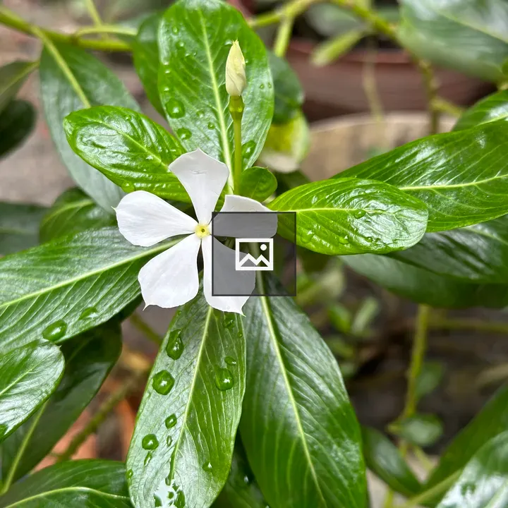 Flower with Petals on Side