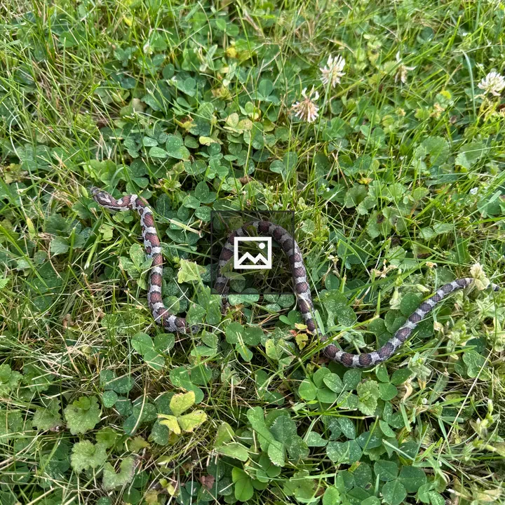 Milk snake in grass and clover